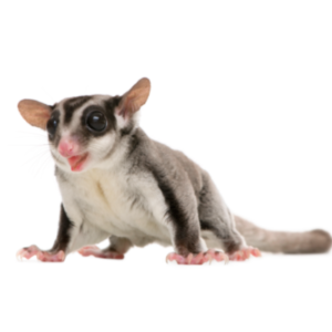 Toko Kelinci Makanan Sugar Glider