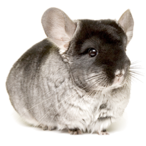 Aksesoris Chinchilla