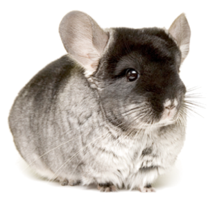 Toko Kelinci Bakpao Rabbit Aksesoris Chinchilla
