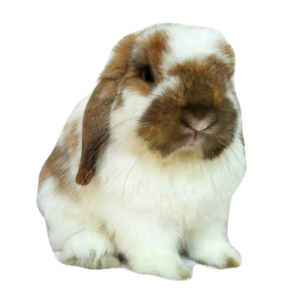 Toko Kelinci Bakpao Rabbit Aksesoris Kelinci