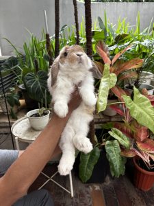 Jasa Grooming Kelinci Jakarta - Layanan Ke Rumah photo review