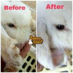 Jasa Grooming Kelinci - Grooming Kelinci Perawatan Scabies