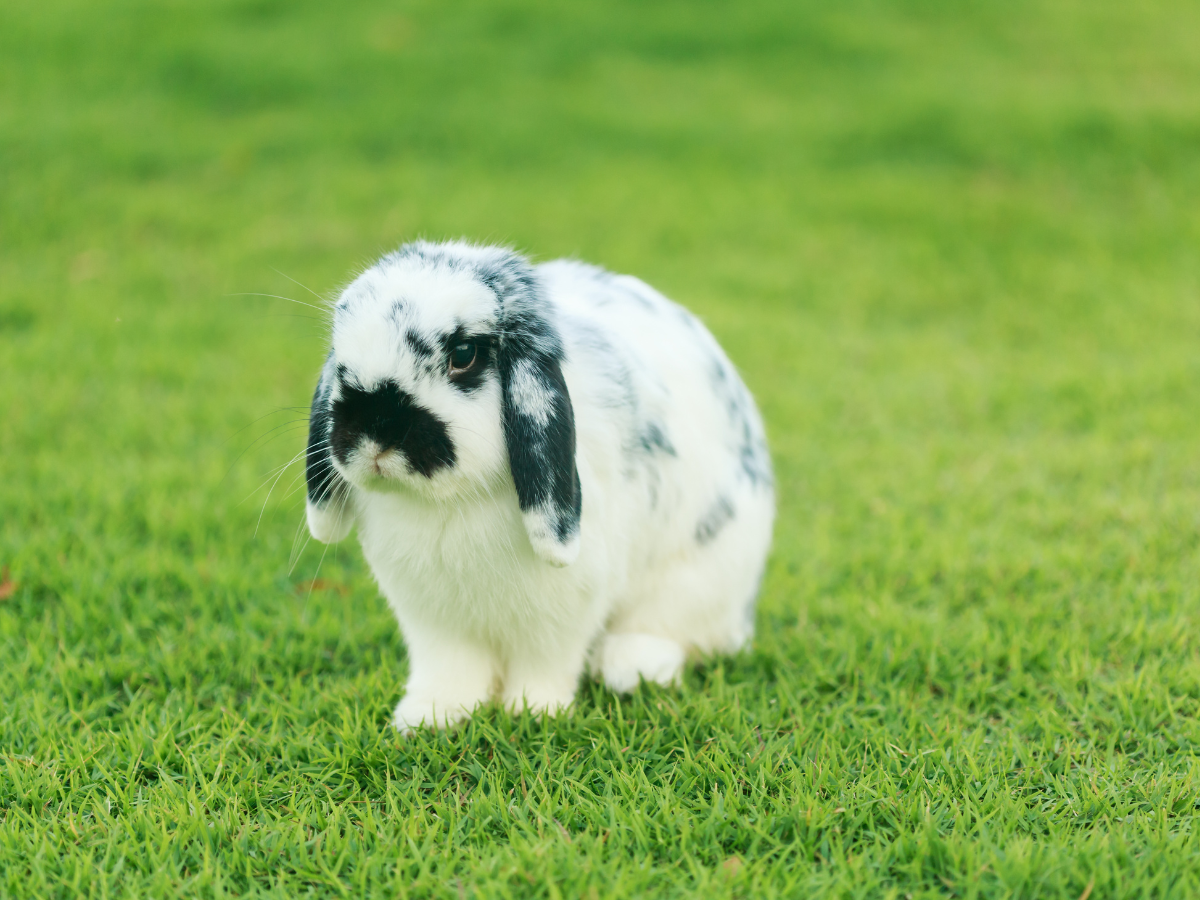 Sejarah kelinci holland lop