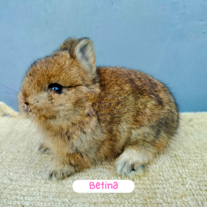 Kelinci ND-00002