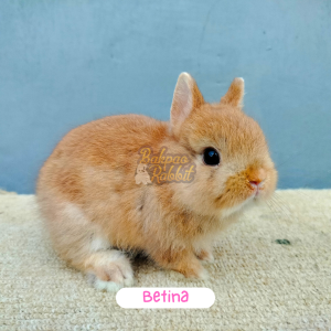 Kelinci ND-00003