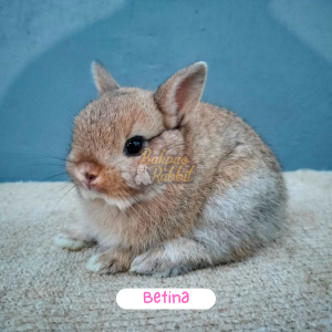 Kelinci ND-00005
