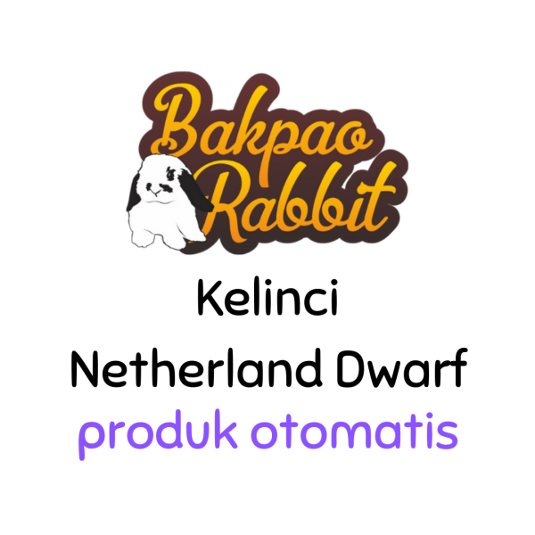 Jual-Kelinci-Netherland-Dwarf