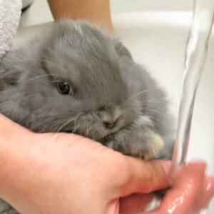Toko Kelinci Bakpao Rabbit Grooming Perawatan Bulu Kelinci Grooming Kelinci