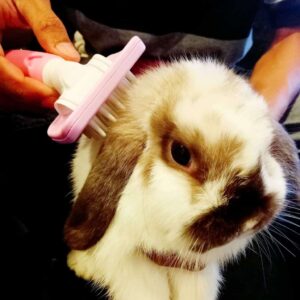 Toko Kelinci Bakpao Rabbit Grooming Kering Kelinci Grooming Kelinci