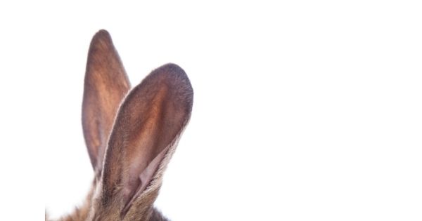 toko kelinci bakpao rabbit telinga kelinci