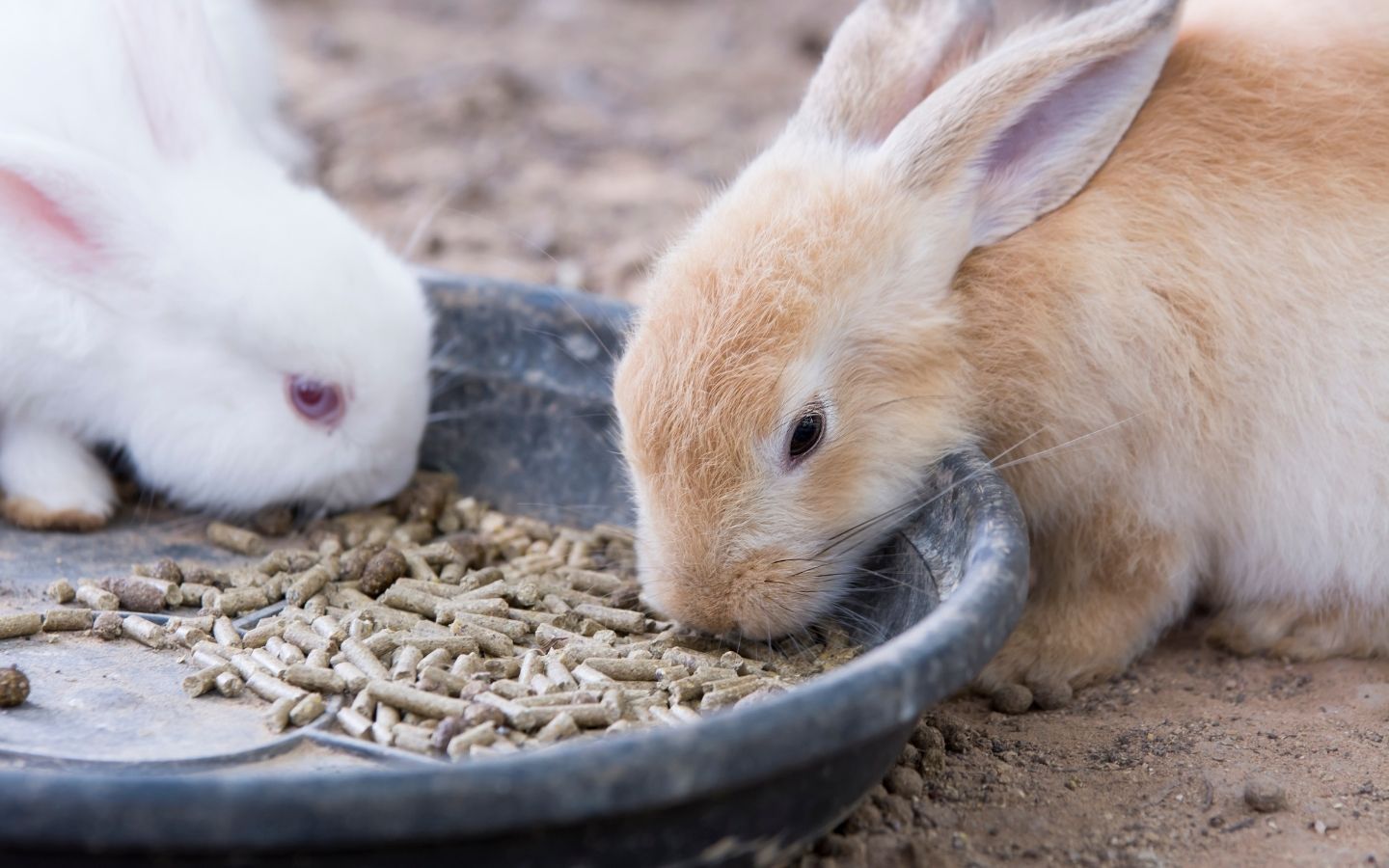 Mengapa Kelinci Membutuhkan Tempat Tidur?