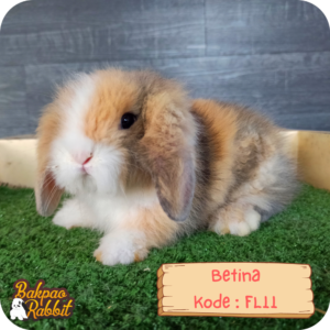 Kelinci Fuzzy Lop FL11 Toko Kelinci Bakpao Rabbit