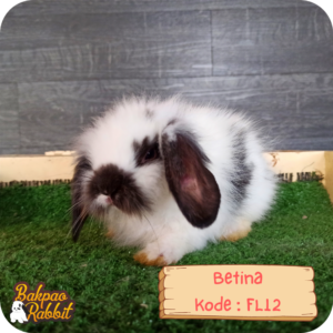 Kelinci Fuzzy Lop FL12 Toko Kelinci Bakpao Rabbit