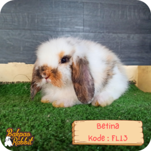 Kelinci Fuzzy Lop FL13 Toko Kelinci Bakpao Rabbit