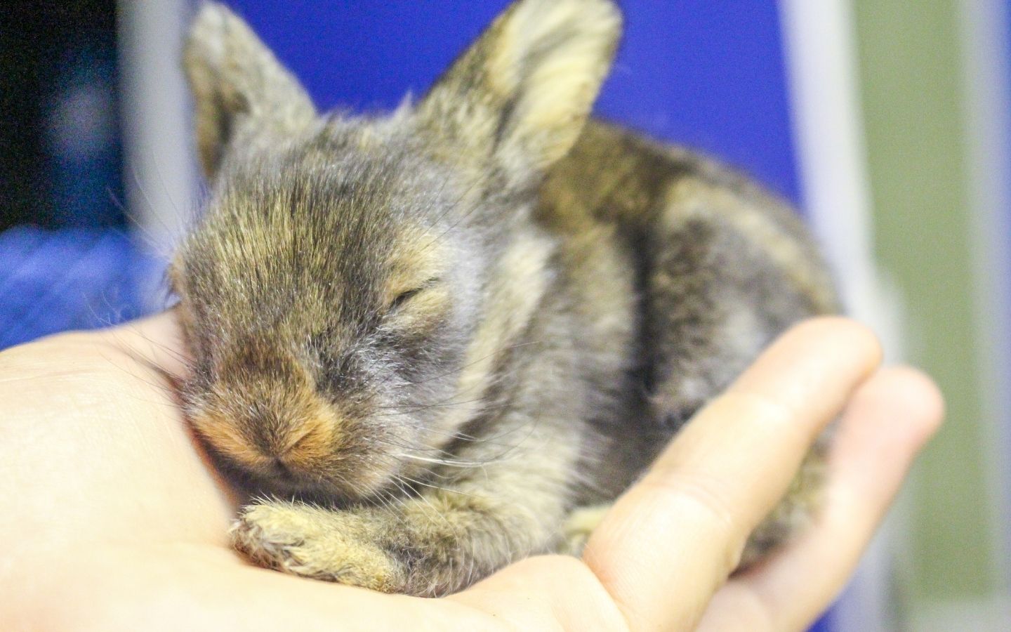 Toko Kelinci Bakpao Rabbit - Bayi Kelinci
