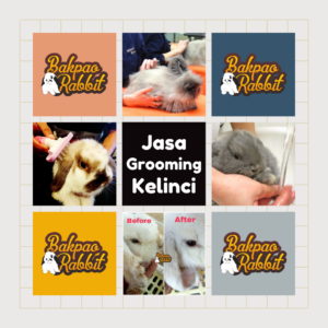 Jasa Grooming Kelinci