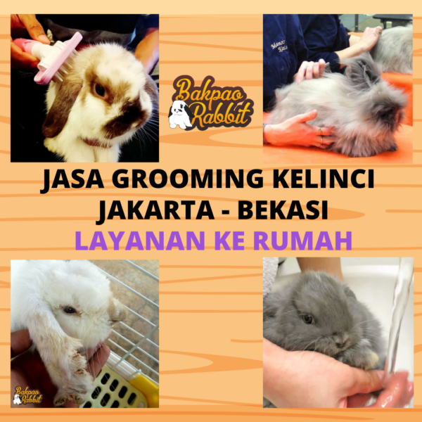 Jasa Grooming Kelinci Jakarta