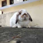 Jasa Grooming Kelinci Jakarta - Layanan Ke Rumah photo review