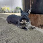 Jasa Grooming Kelinci Jakarta - Layanan Ke Rumah photo review