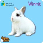 kelinci netherland dwarf