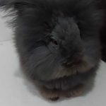 Jasa Grooming Kelinci Jakarta - Layanan Ke Rumah photo review