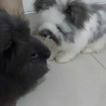 Jasa Grooming Kelinci Jakarta - Layanan Ke Rumah photo review