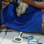 Jasa Grooming Kelinci Jakarta - Layanan Ke Rumah photo review