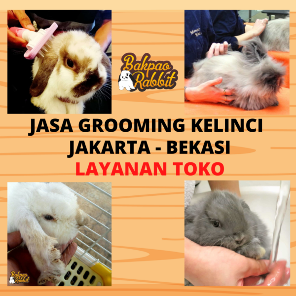 Jasa Grooming Kelinci Jakarta