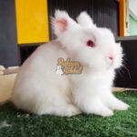 Toko Kelinci Bakpao Rabbit Jasa Rawat Inap Kelinci Scabies