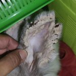 Jasa Rawat Inap Kelinci Scabies photo review
