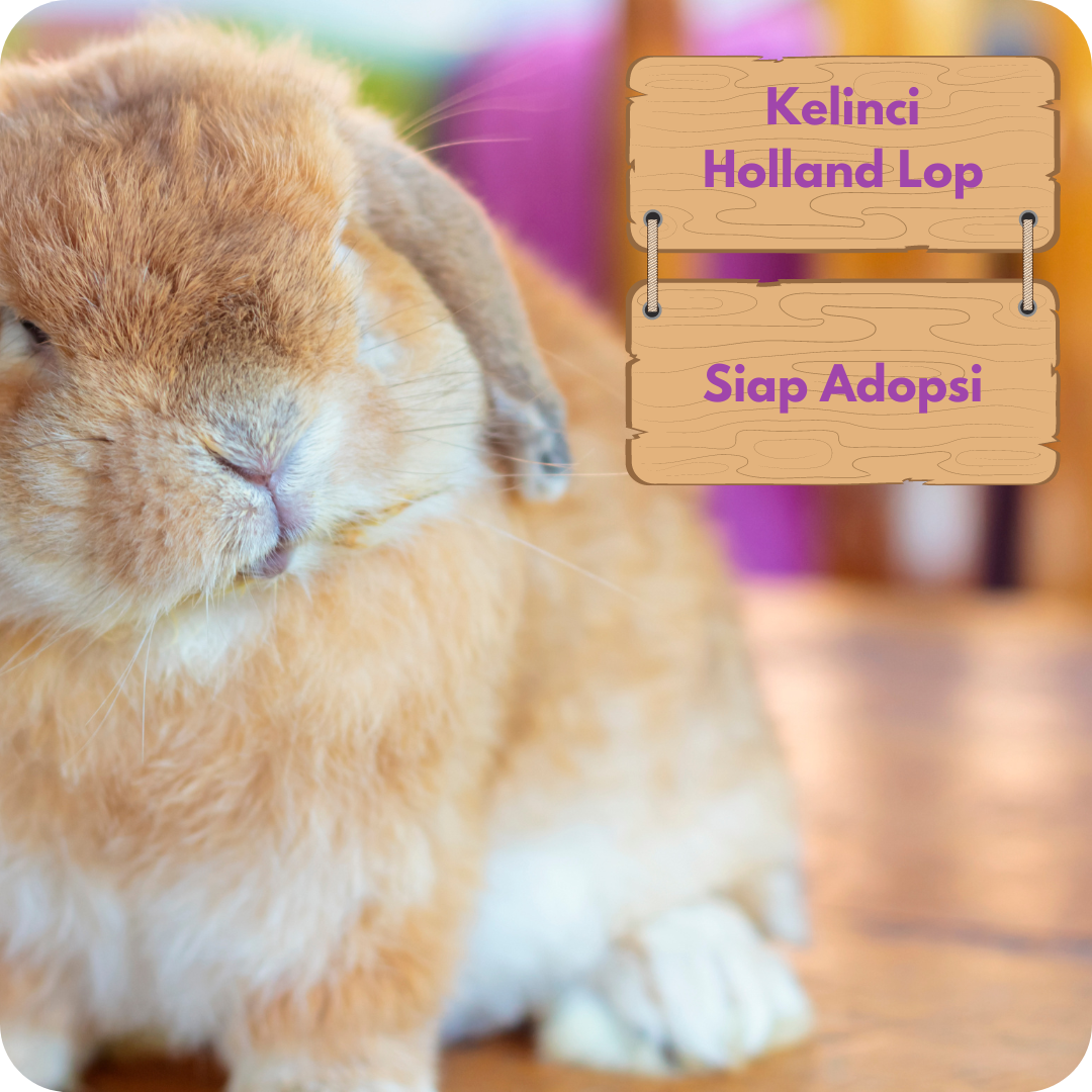 Jual Kelinci Holland Lop Toko Kelinci Bakpao Rabbit