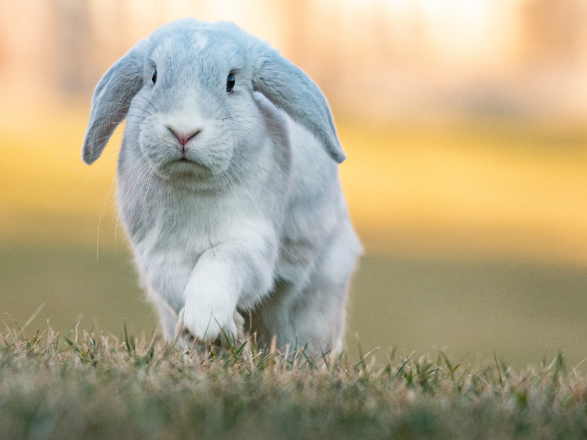 3 fakta menarik tentang kelinci