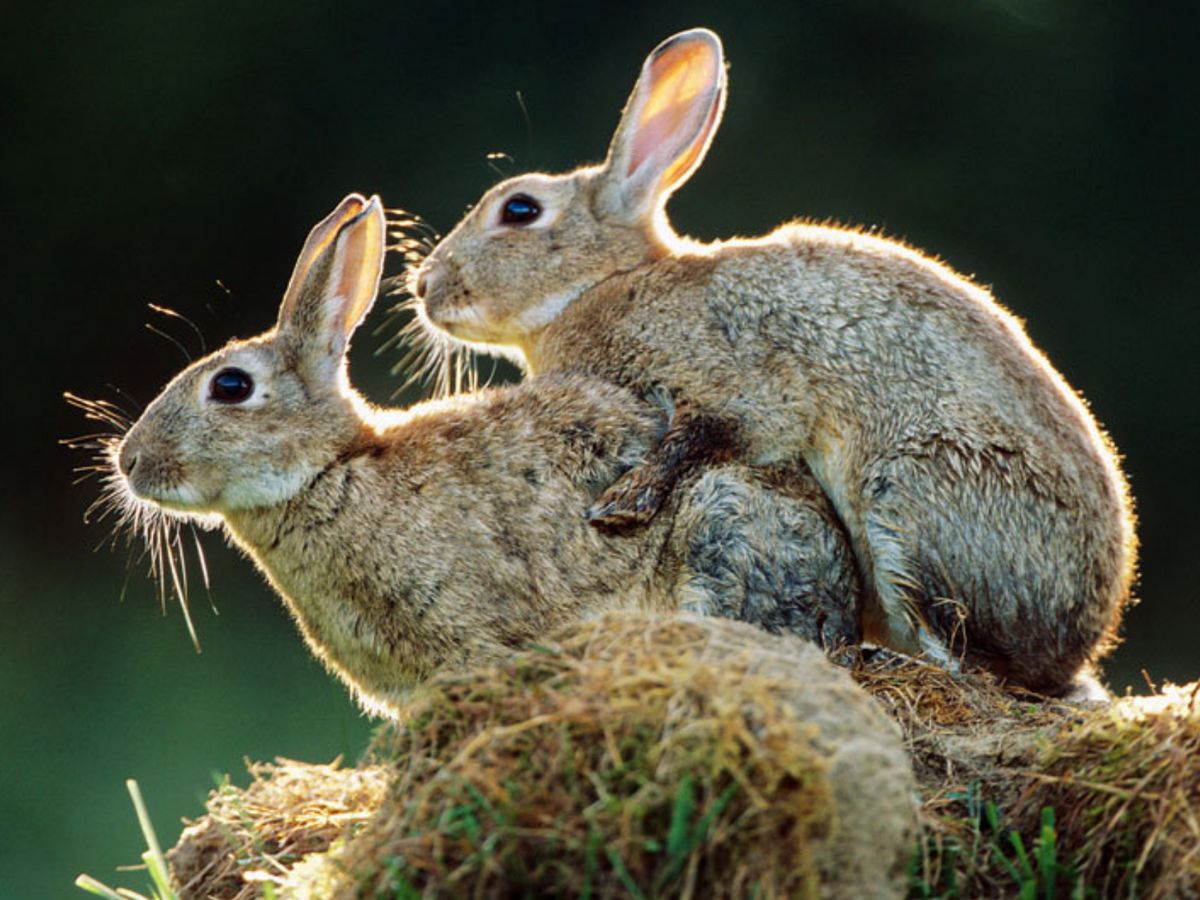 kenapa kelinci betina mengawini kelinci jantan