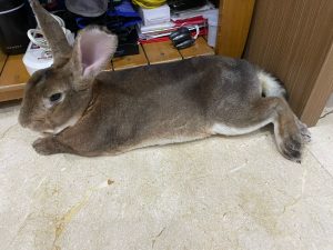 Jasa Steril Kelinci photo review