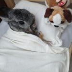 Jasa Grooming Kelinci Jakarta - Layanan Ke Rumah photo review