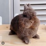 Jasa Grooming Kelinci Jakarta - Layanan Ke Rumah photo review