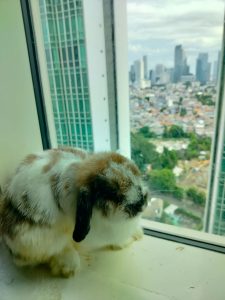 Jasa Grooming Kelinci Jakarta - Layanan Ke Rumah photo review
